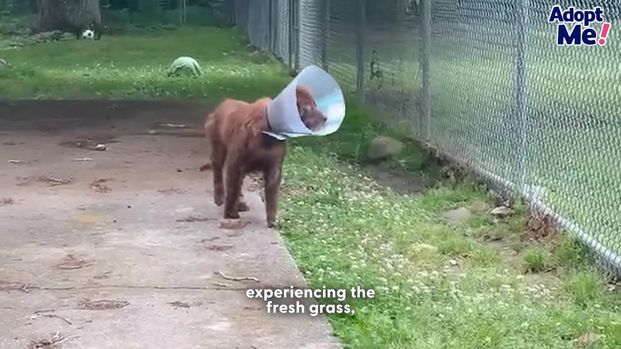 A brown dog wearing a protective plastic cone stands on a concrete path next to a grassy area and a chain-link fence.