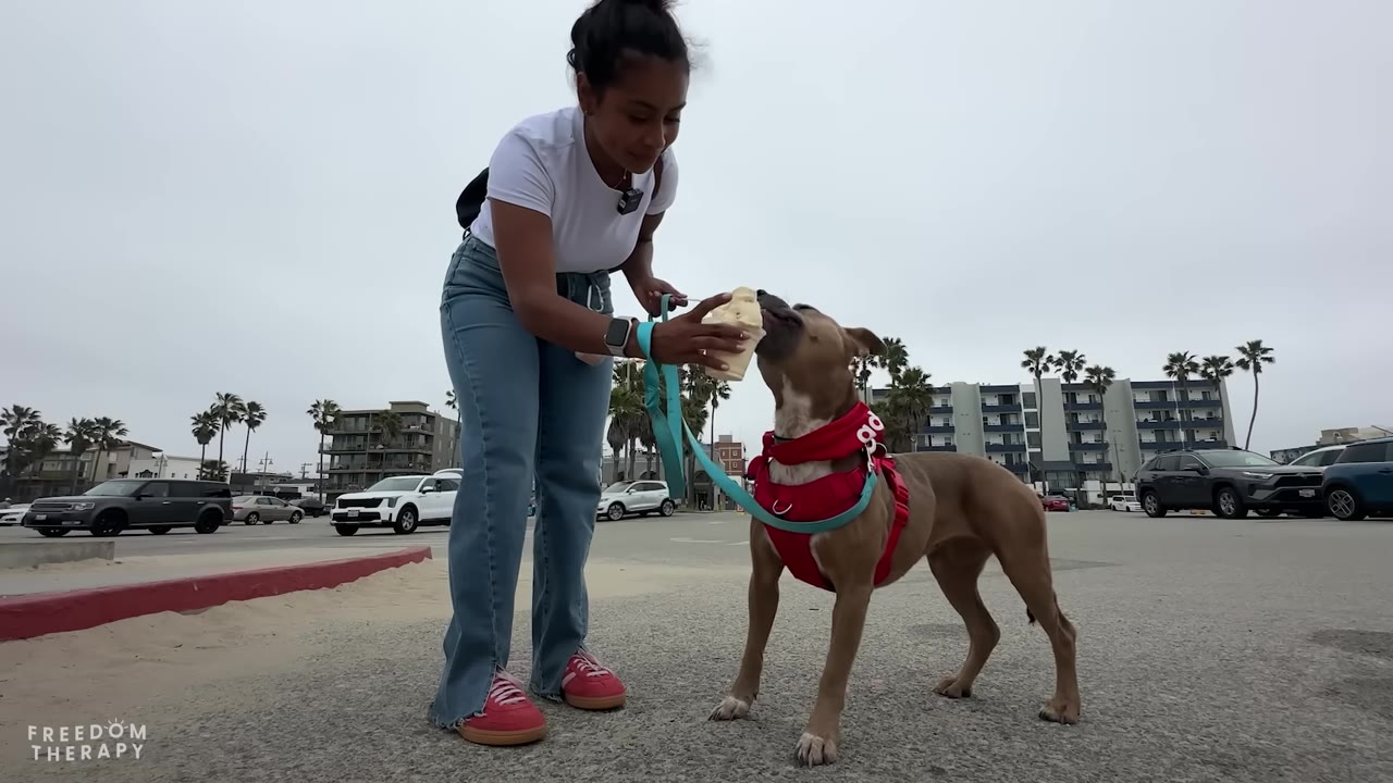 A woman in a white t-shirt and jeans feeds a cup of ice cream to a brown dog wearing a red harness on a paved area near a beach parking lot.