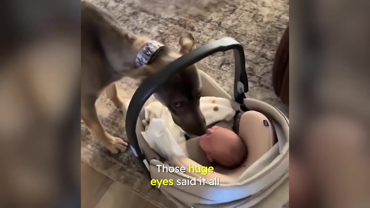 A dog leaning over to gently sniff a newborn baby resting in a car seat.