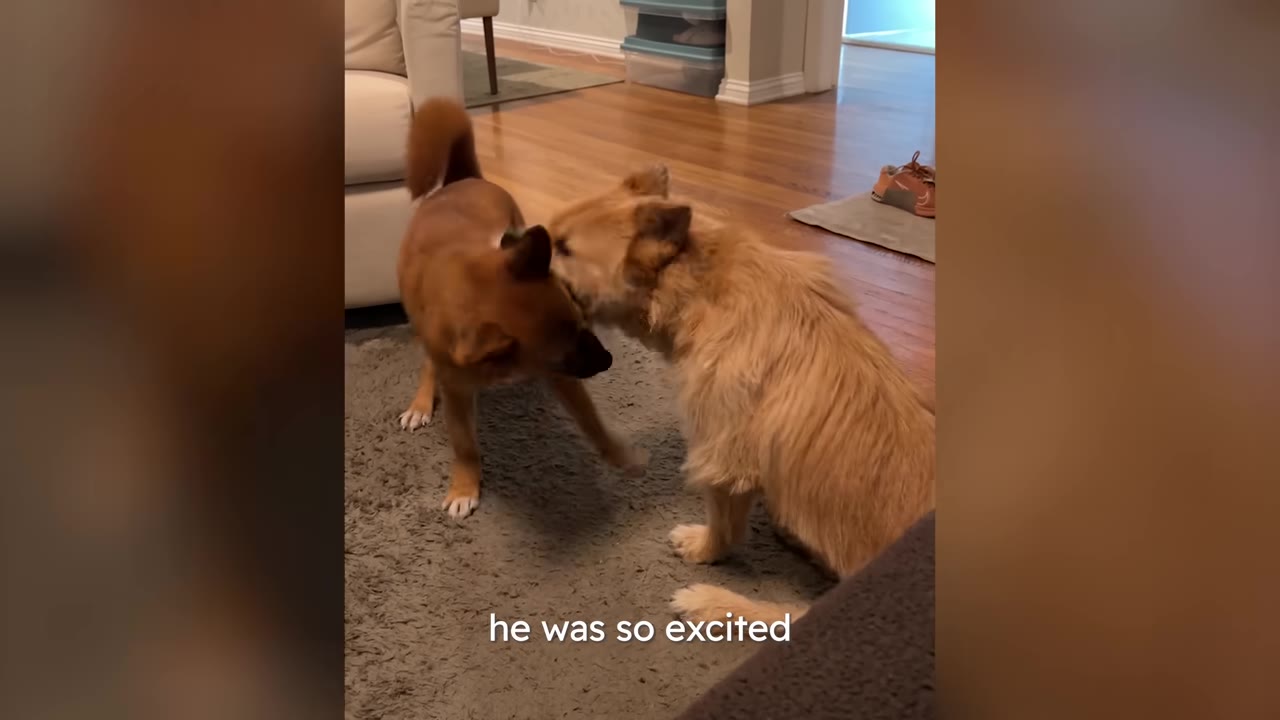 A fluffy tan dog and a short-haired brown dog interact closely on a rug indoors.