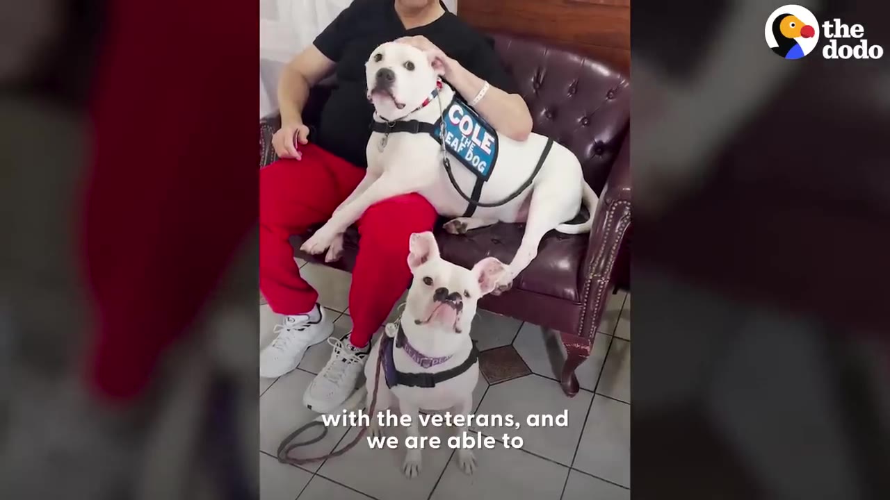A white dog wearing a vest labeled 'Cole The Deaf Dog' sits on a sofa next to a person while another white dog sits on the floor in front of them.