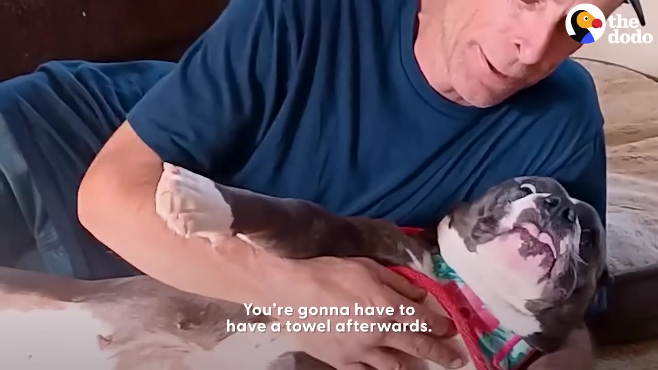 A close-up of a man in a blue shirt holding a gray and white dog on its back, with text overlay reading 'You're gonna have to have a towel afterwards.'