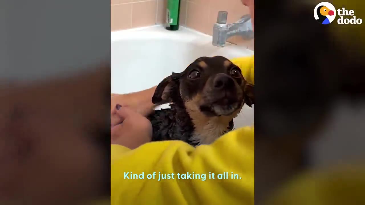 A small black and tan dog being bathed in a white bathtub.