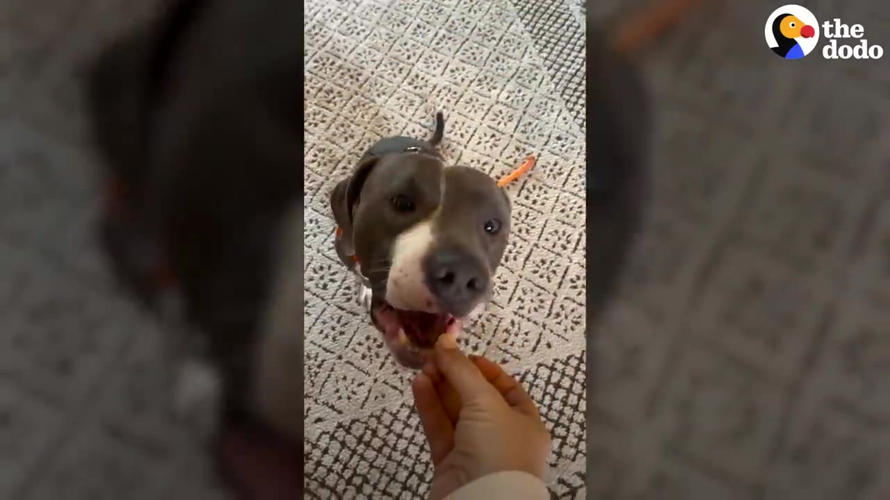 A gray and white dog sitting on a patterned rug looking up to take a treat from a person's hand.