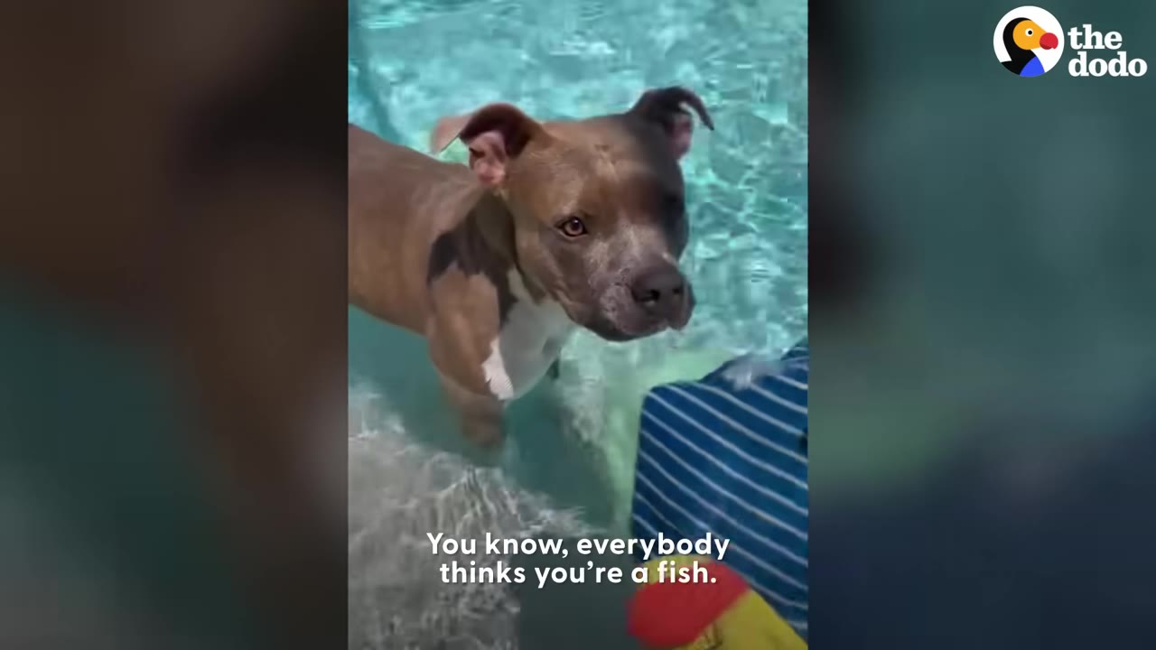A brown dog standing in clear blue pool water looking directly towards the camera.