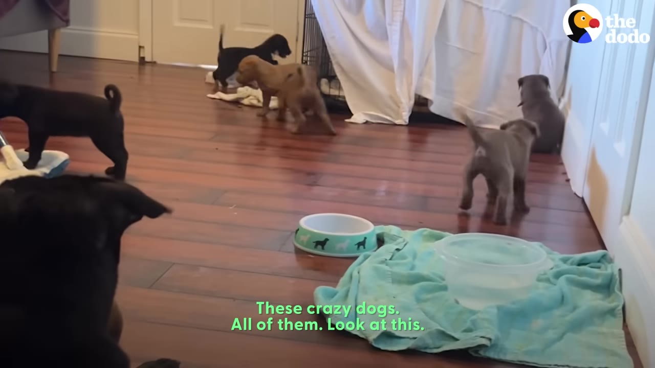 Several small puppies of different colors run around on a hardwood floor in a home, near a dog bowl and a towel.