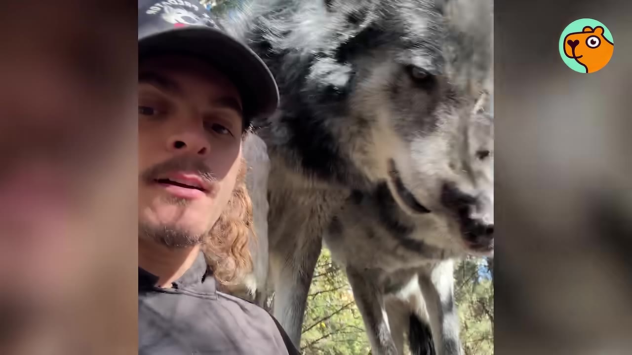 A man wearing a black baseball cap standing outdoors next to a large grey wolfdog.