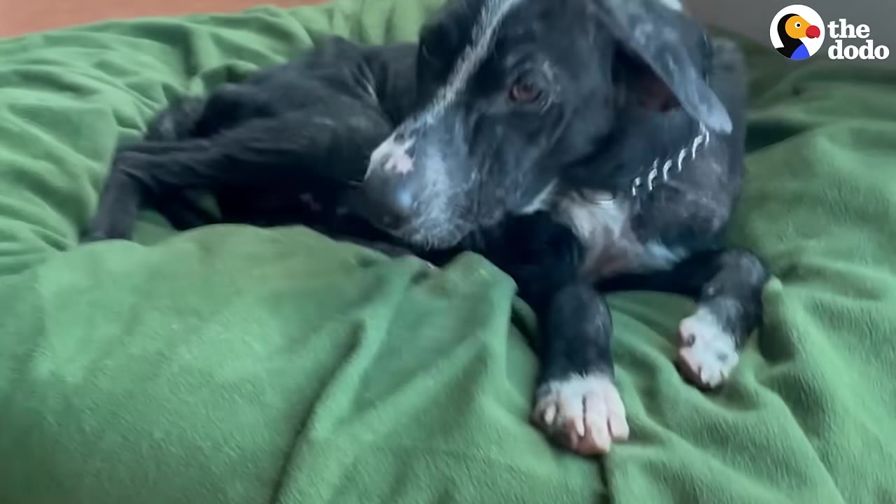 A black and white dog with a white stripe down its snout lies on a green blanket, looking off to the side.