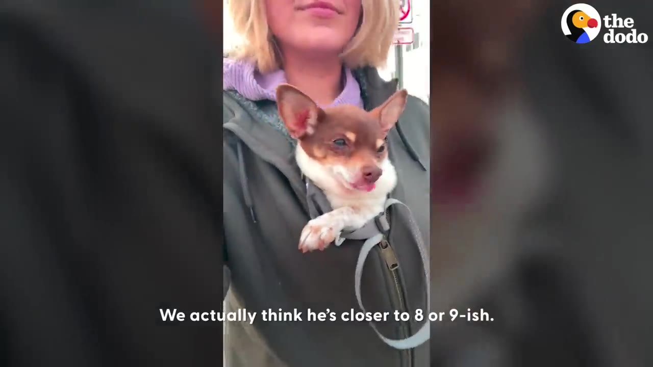 A small brown and white dog looking forward while safely tucked inside a person's zipped jacket.