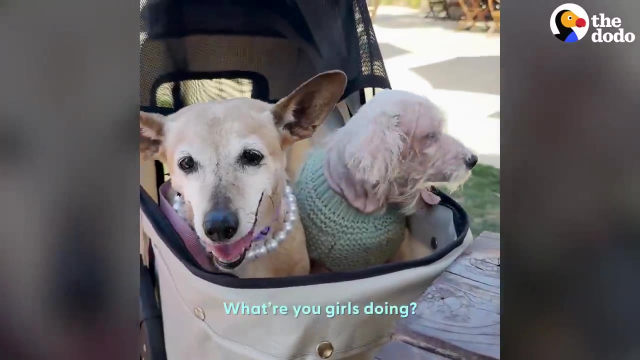 Two small dogs wearing sweaters and accessories sitting together inside a pet stroller outdoors.