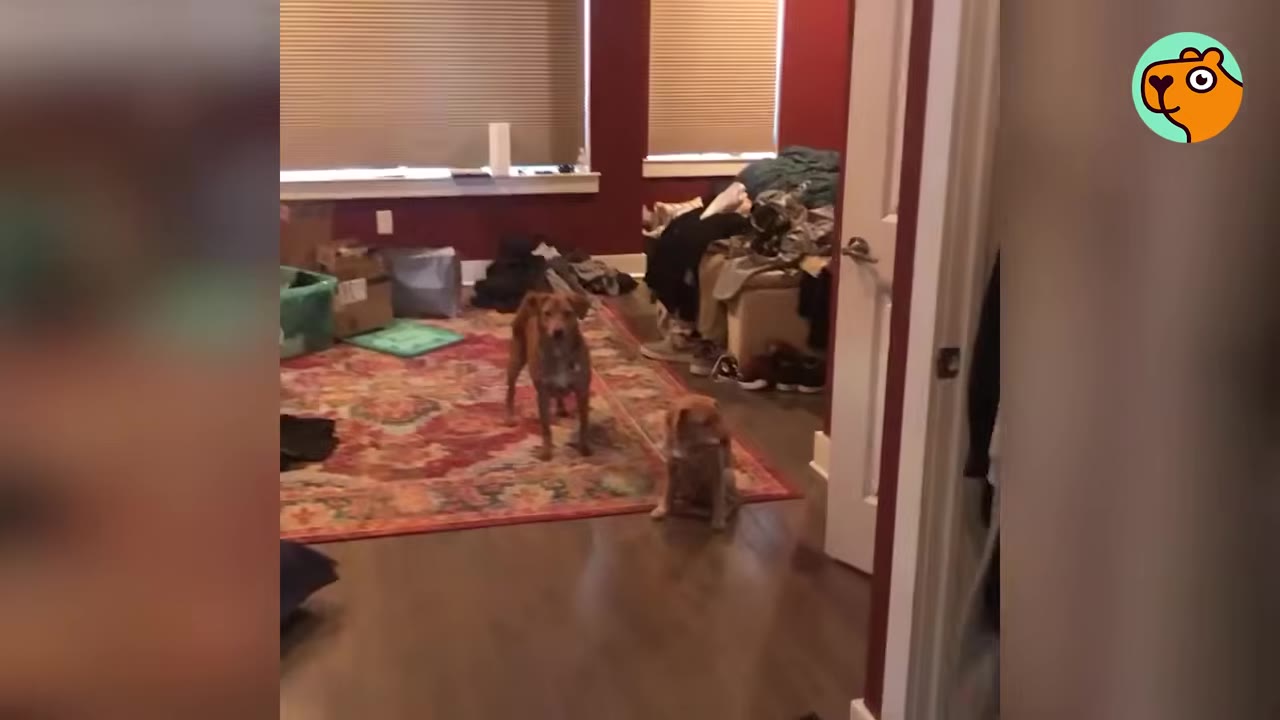 Two dogs standing together on a rug inside a living room.