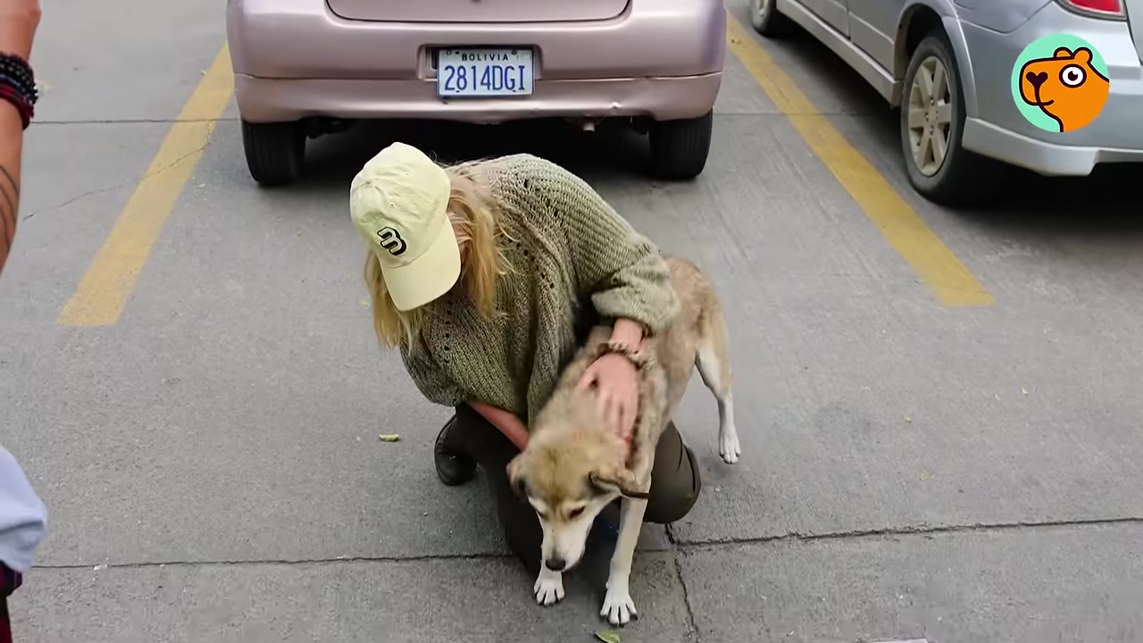 A woman wearing a yellow baseball cap kneeling down and petting a light-brown dog outdoors in front of a parked car.