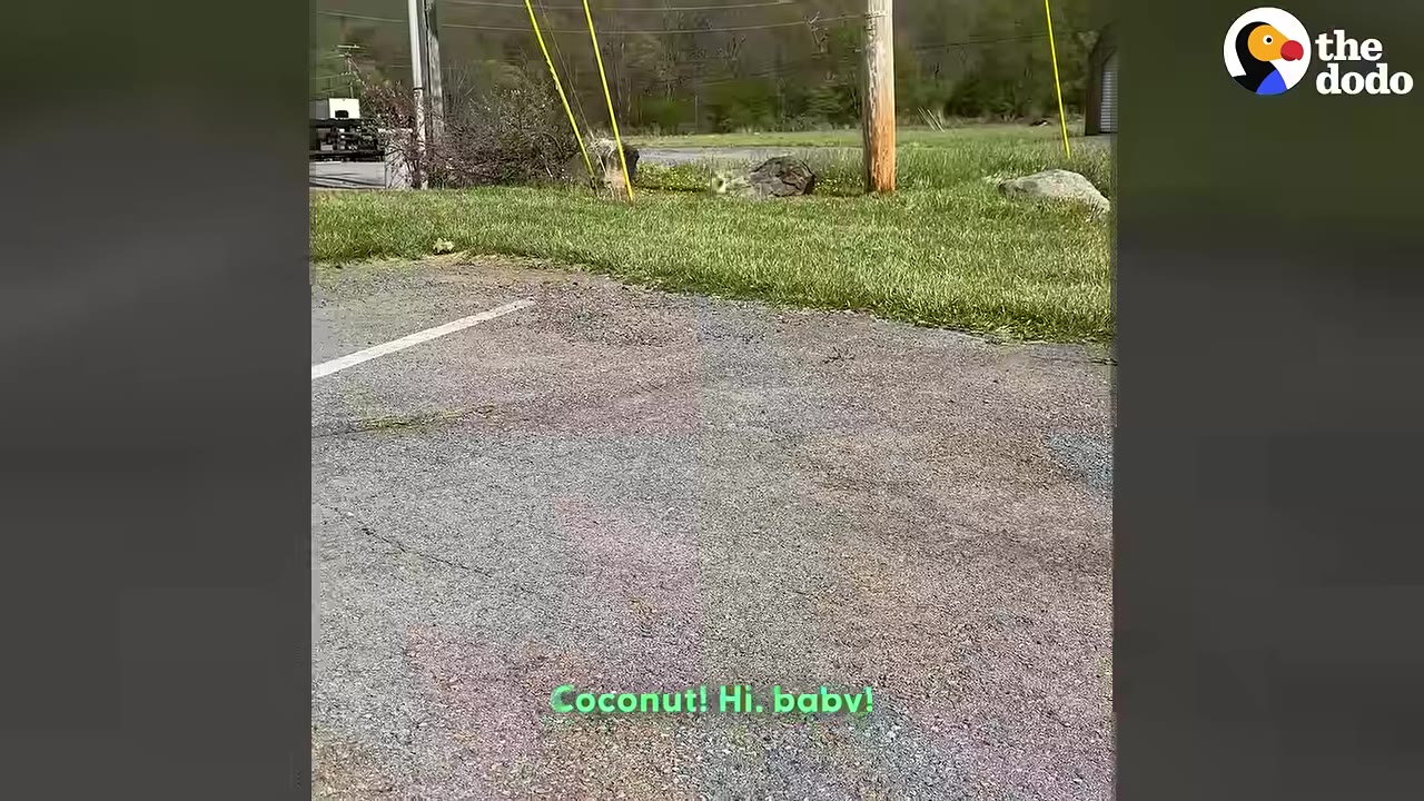 A small white dog is seen in the distance near a grassy patch and a wooden utility pole, viewed from an asphalt parking lot.