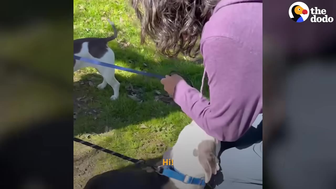 A person kneeling on the grass greets a dog on a leash during an outdoor reunion.