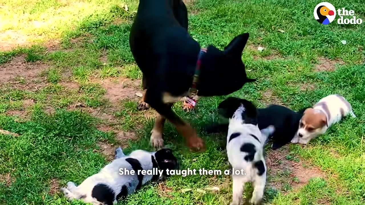 A black and tan dog stands on a grassy lawn, interacting with several small black and white puppies playing around her.