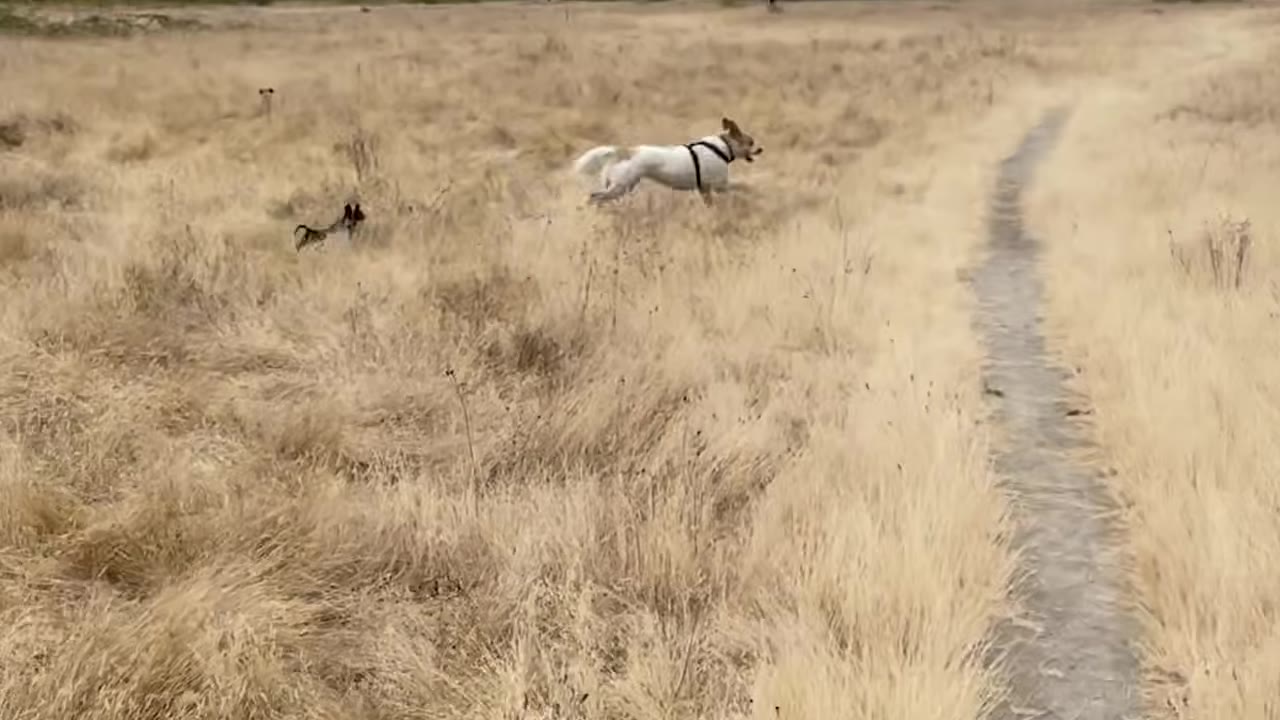 A larger white dog running through a field of tall dry grass alongside a small black dog.