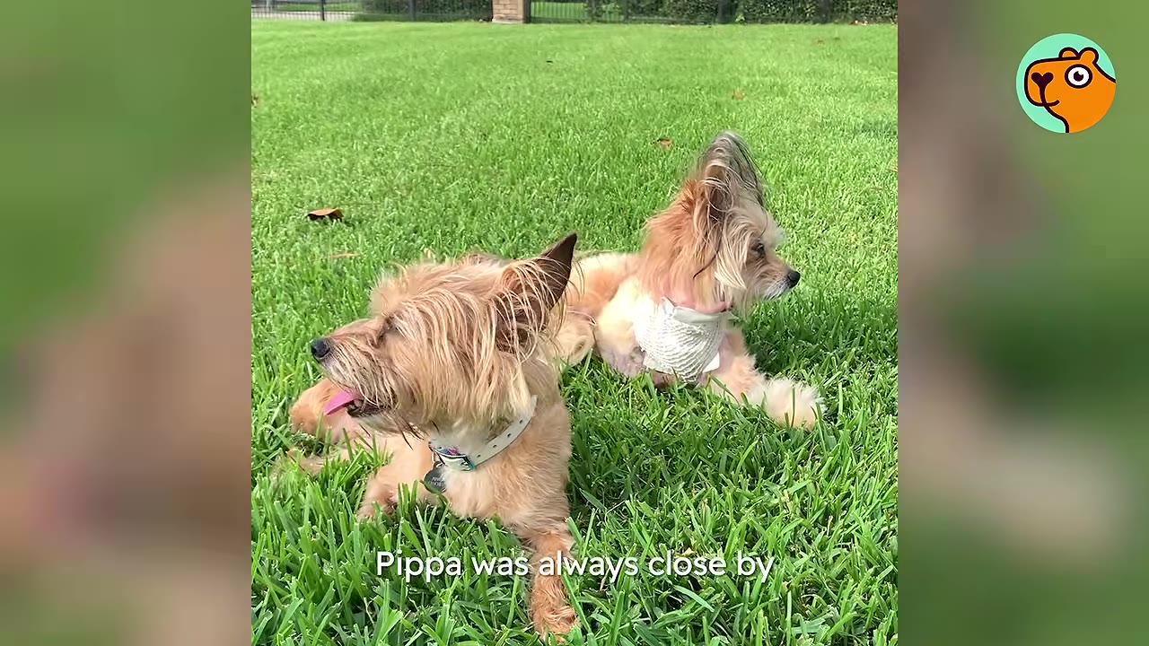 Two small rescue dogs resting side by side in a lush green grass lawn.