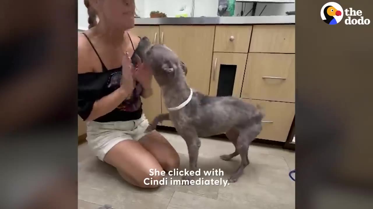 A woman kneeling on a light wooden floor indoors, holding her hands up as a small grey dog stands on its hind legs to interact with her.