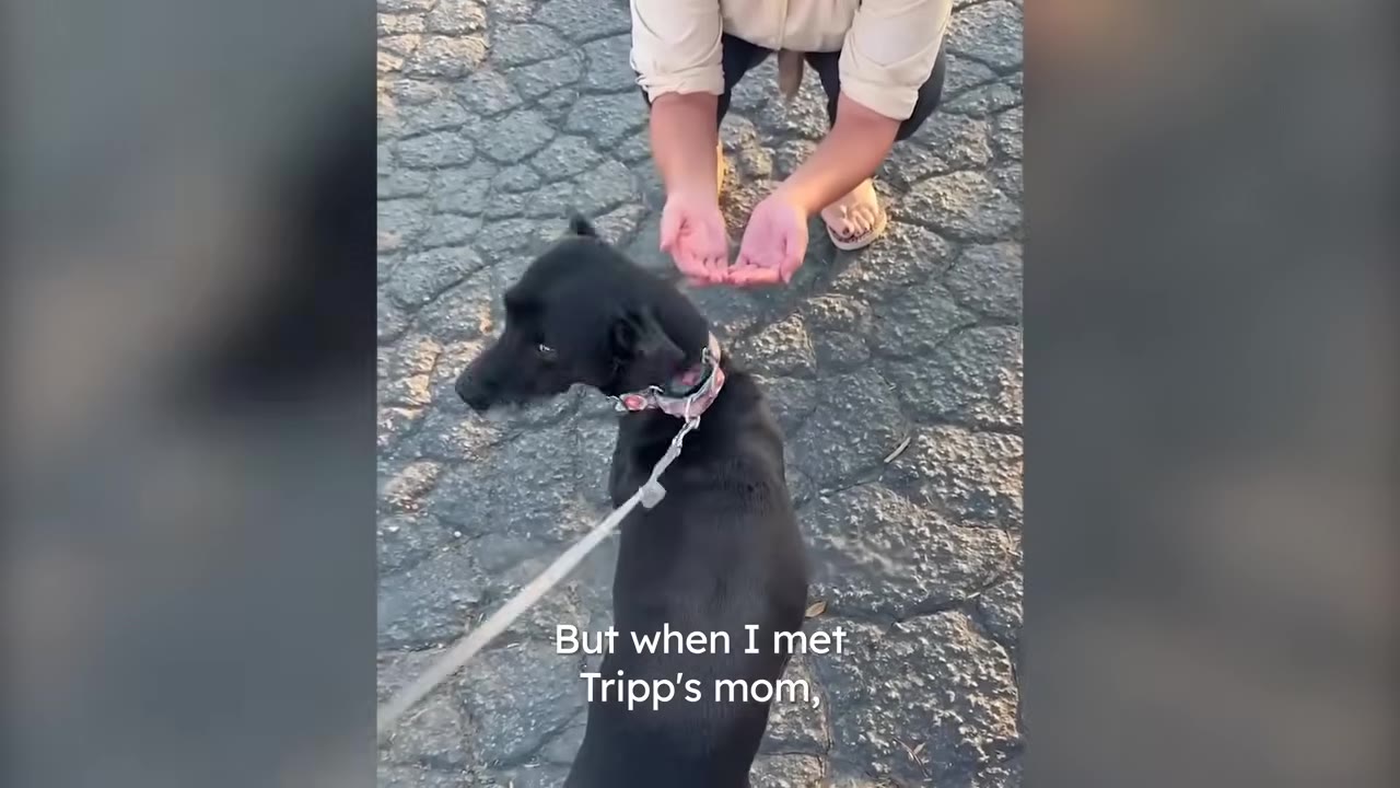 A black dog on a leash turns its head while a person crouches nearby on a paved outdoor surface.