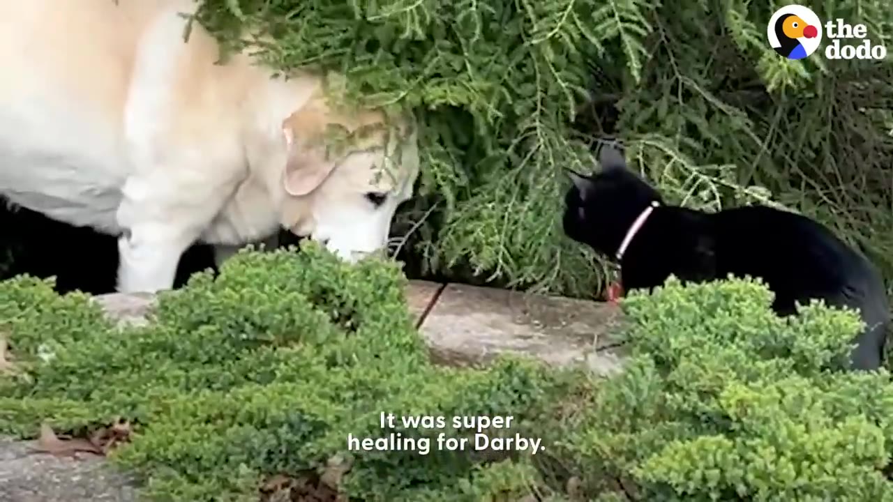 A light-colored dog and a black cat look at each other through green garden bushes outdoors.