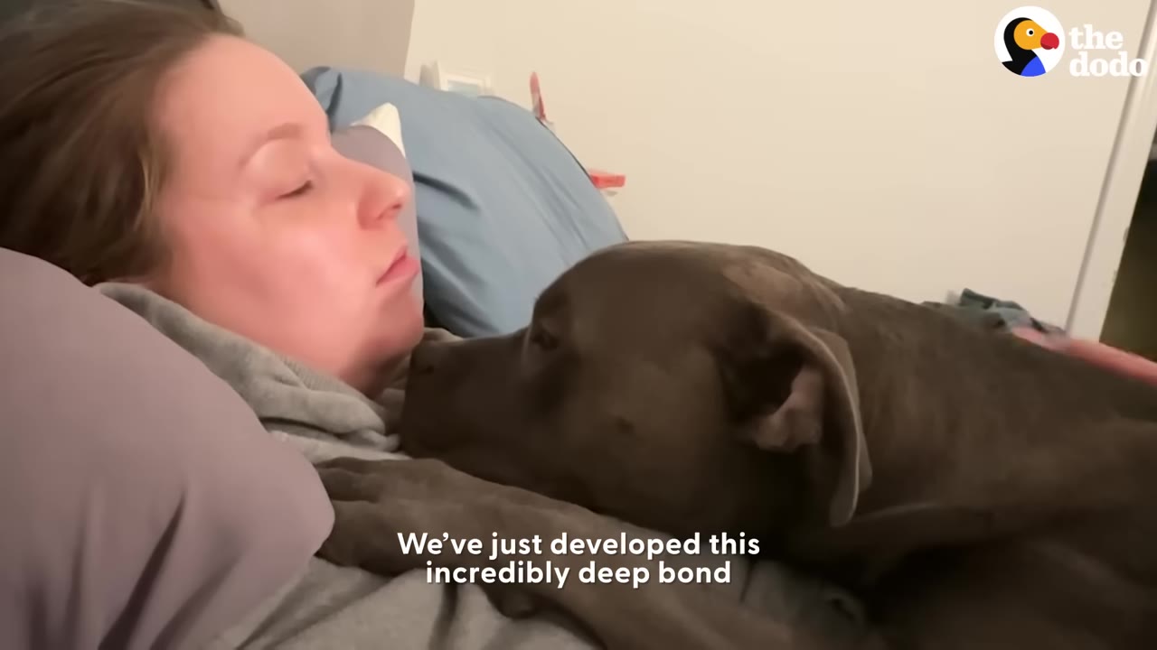A woman lying in bed with a grey pit bull resting its head affectionally against her neck and chest.