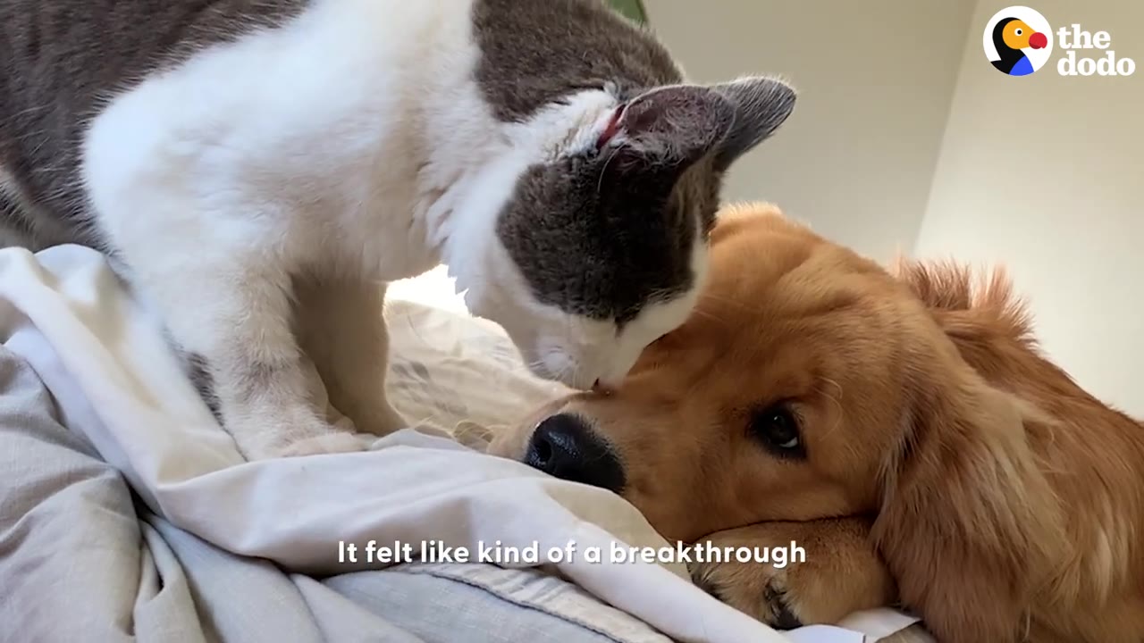 A grey and white cat leaning down to nuzzle the forehead of a golden retriever resting on a bed.
