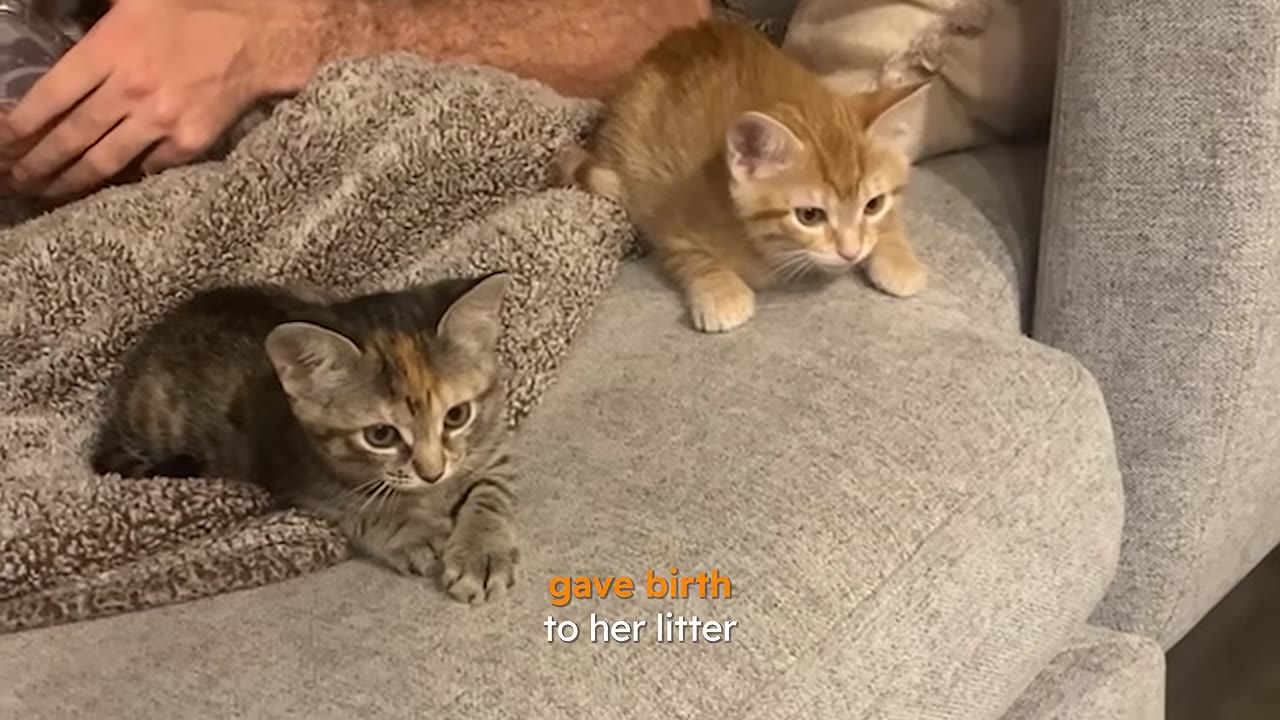 A small tabby kitten and a small orange kitten sit on a grey couch next to a soft blanket.