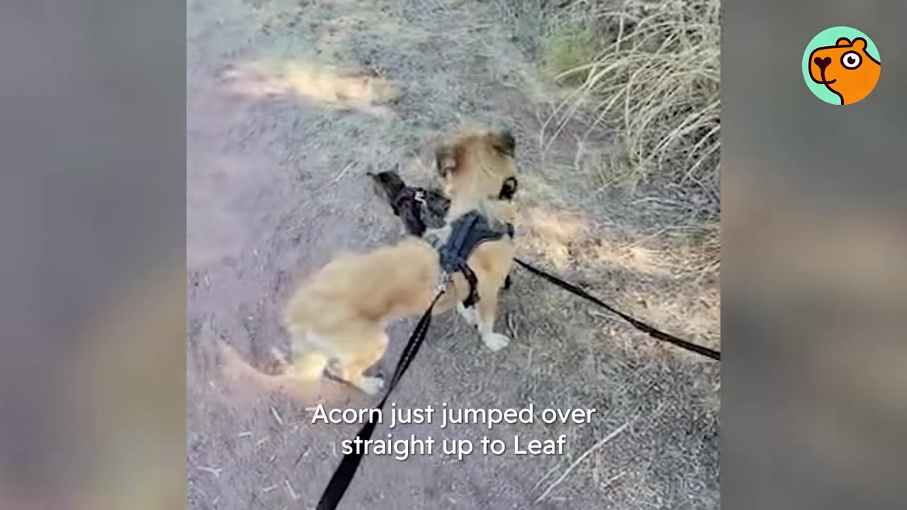A small dog wearing a harness jumping near a tabby cat on a leash outdoors on a dirt path.