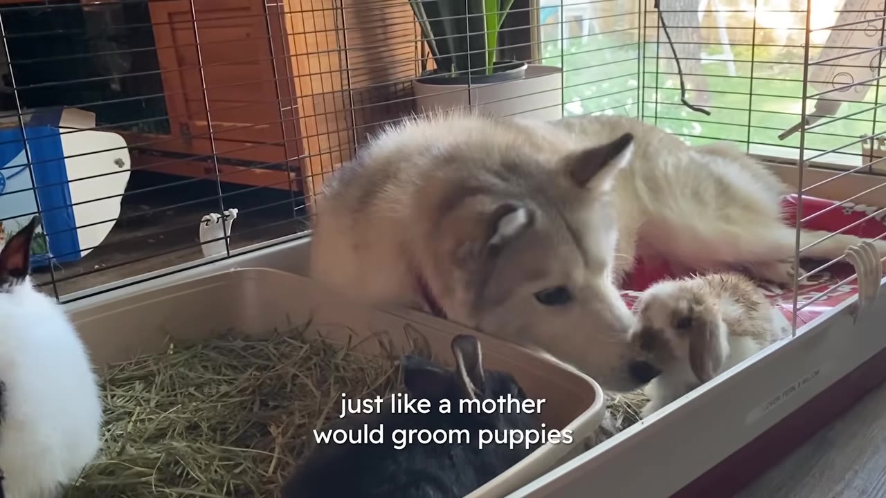 A husky lying inside a wire pen gently touching its nose to a small brown and white bunny.