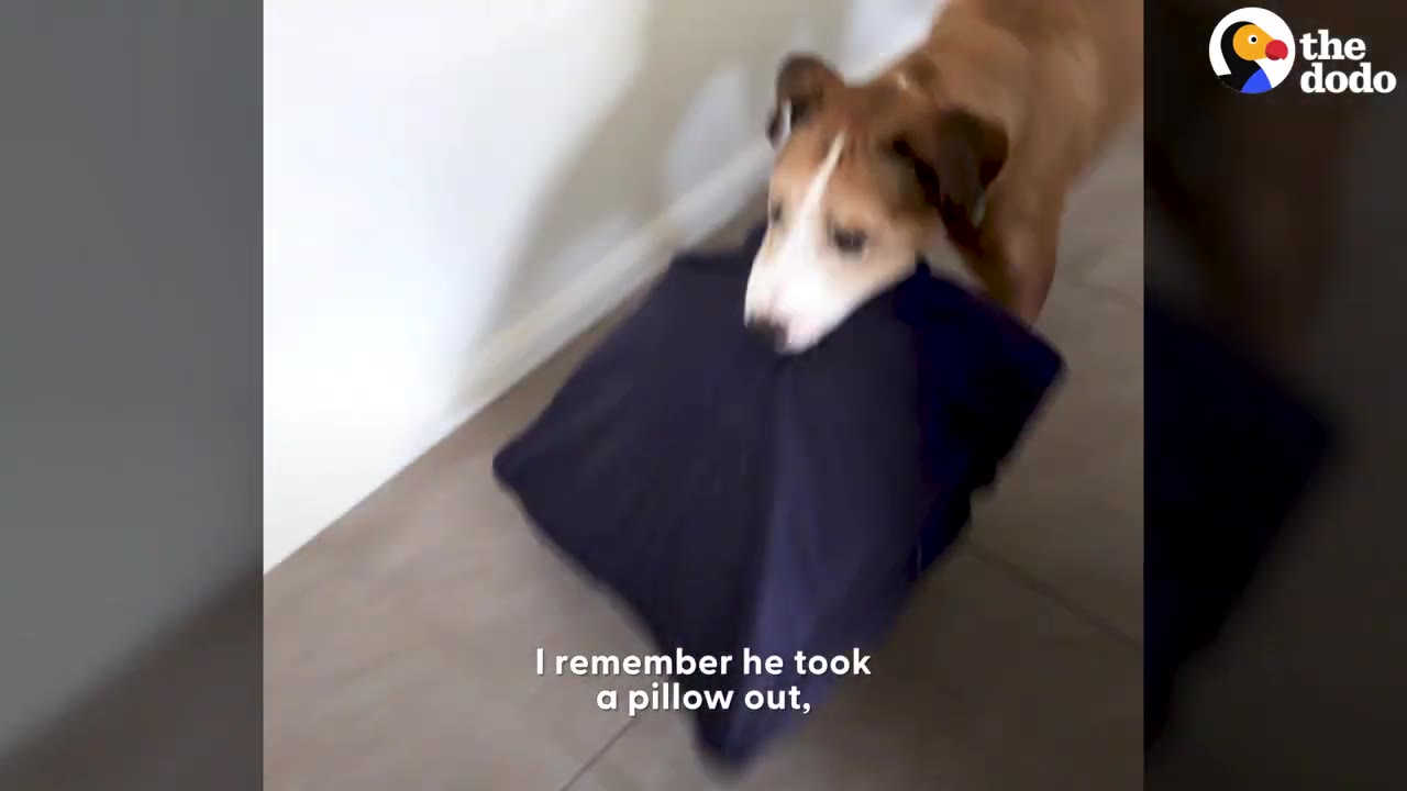 A brown and white dog carrying a dark blue cushion in its mouth down a tiled hallway.
