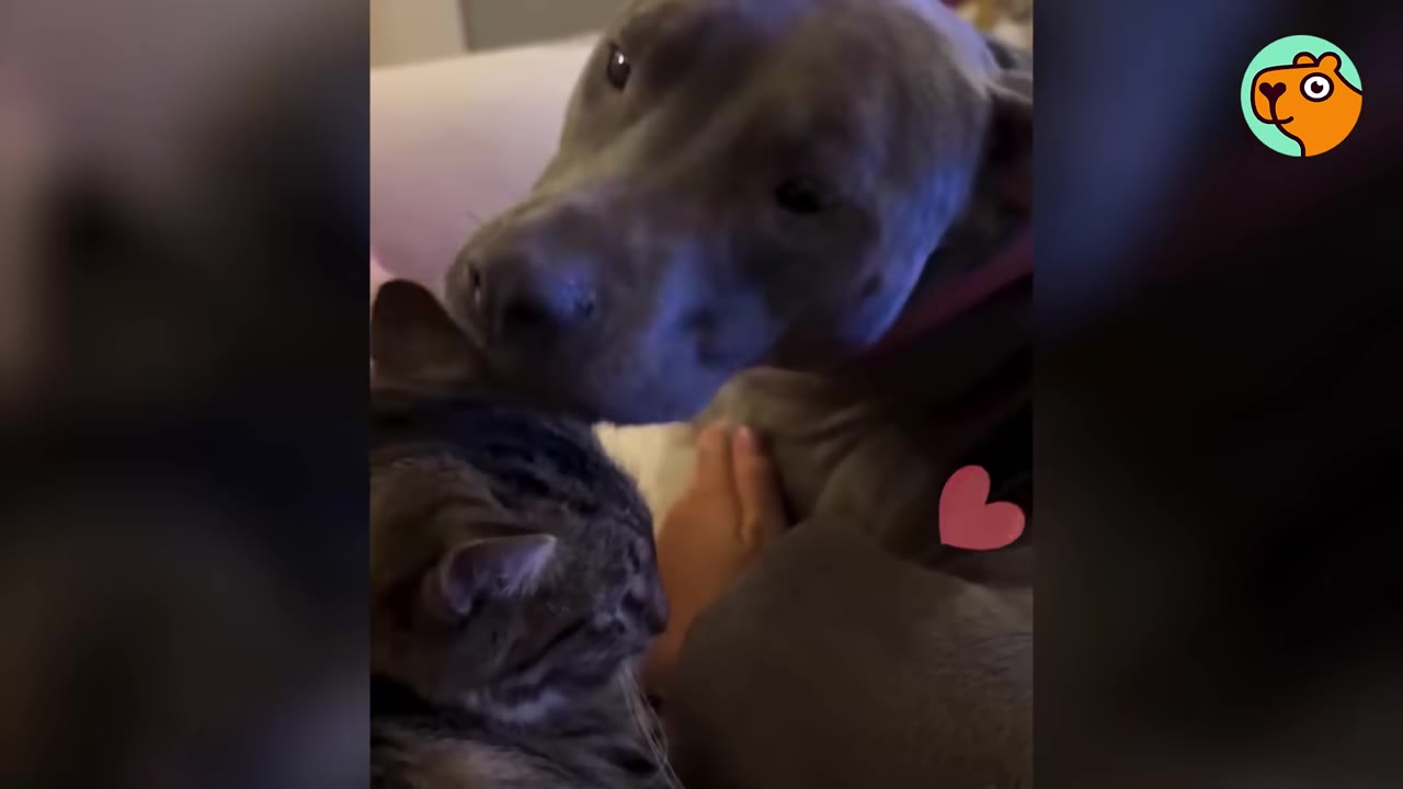 A gray dog gently nuzzles a tabby cat sitting beside it on a couch.