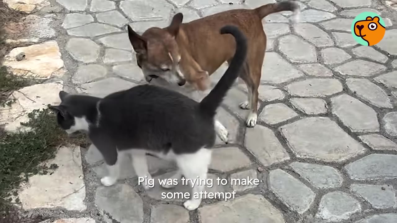 A grey and white cat approaches a small brown dog on a stone paved patio outdoors.