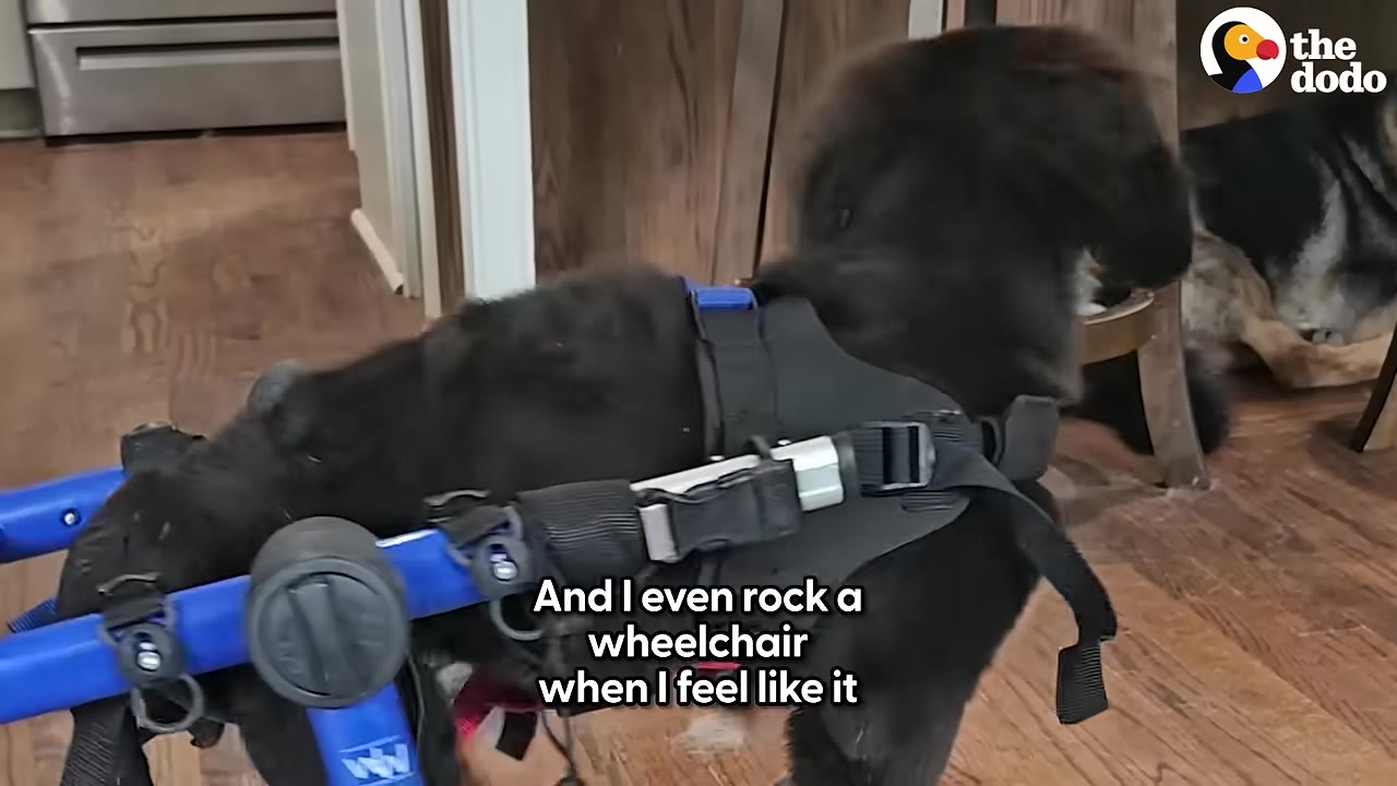 A black puppy wearing a black harness attached to a blue wheelchair frame indoors on a wooden floor.