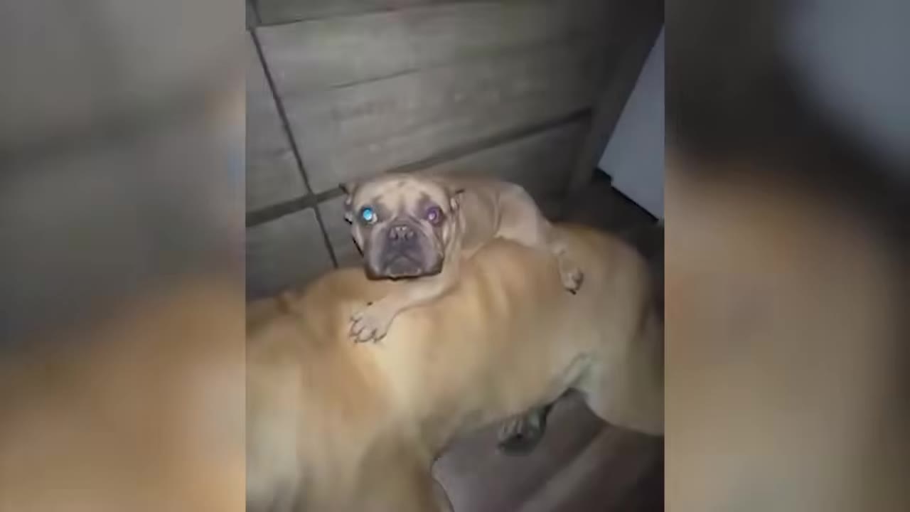 A small French bulldog rests on the back of a larger dog.