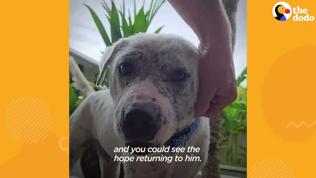 A white dog with black spots on its snout looks directly at the camera with a wagging tail as a person's hand gently pets its head.