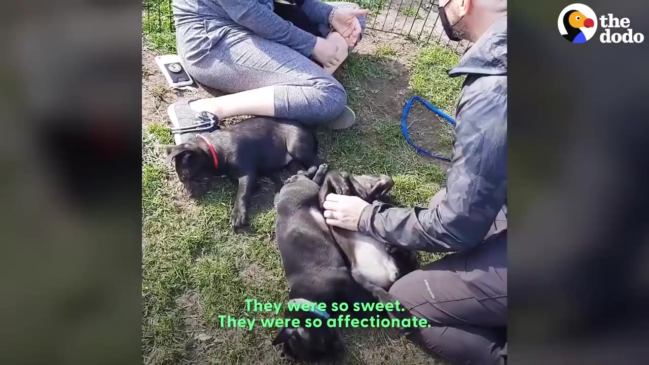 Two black puppies lie on the grass while being gently petted by two people.