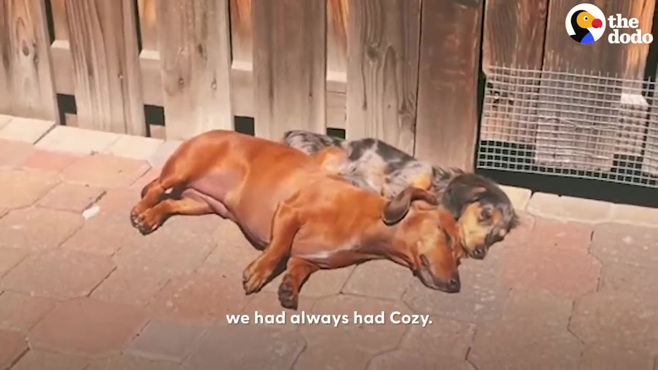 Two dachshund dogs lying side by side in the sunlight on a brick patio.
