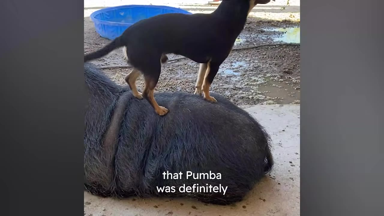 A small black-and-tan dog standing on top of a large, dark hairy pig lying on the ground.