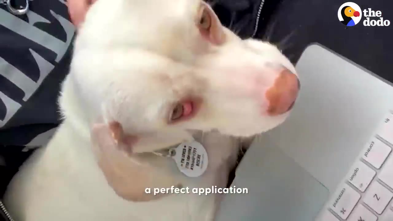 A close-up of a white dog with light brown eyes being gently petted on the head while sitting next to a laptop.