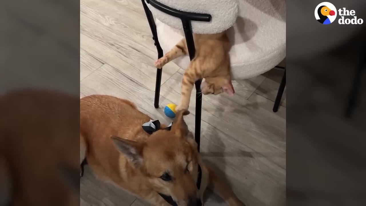 An orange tabby kitten hangs upside down from a white chair, reaching its paw down to touch the ear of a tan dog lying on the floor.