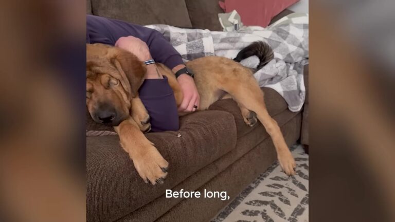 Wisconsin Man Didn’t Want A Blind Dog In His New House, Until A 120-Pound Gentle Giant Tested His Resolve