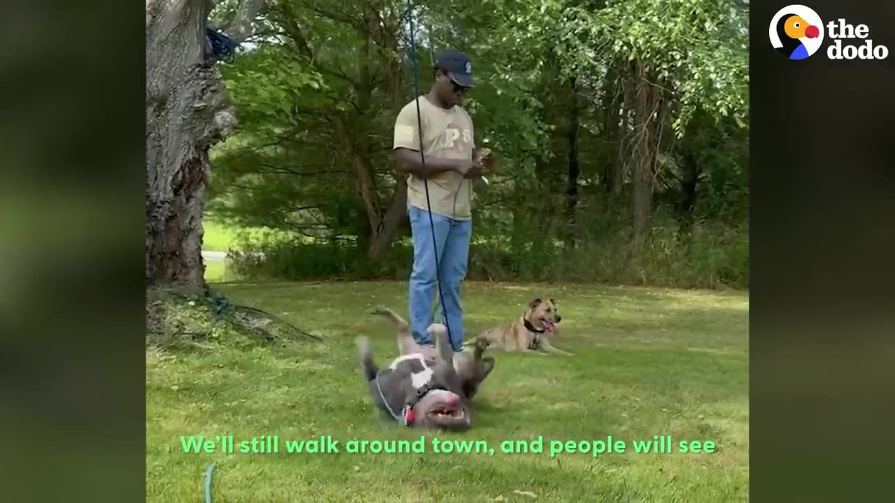 A man standing on a grassy lawn holding a leash while a pit bull rolls on its back next to him.