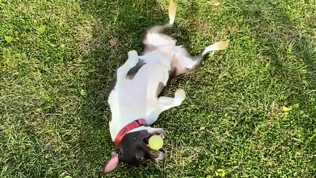 A black and white dog wearing a red collar happily lies on its back in the green grass while holding a yellow tennis ball in its mouth.