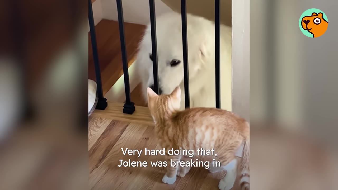 A large white dog looks through a stair gate at an orange kitten standing on the hardwood floor.