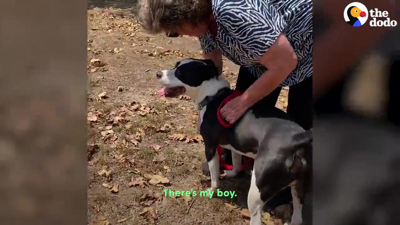 A woman leans over to pet and adjust the harness on a black-and-white dog standing outside on dry leaves.