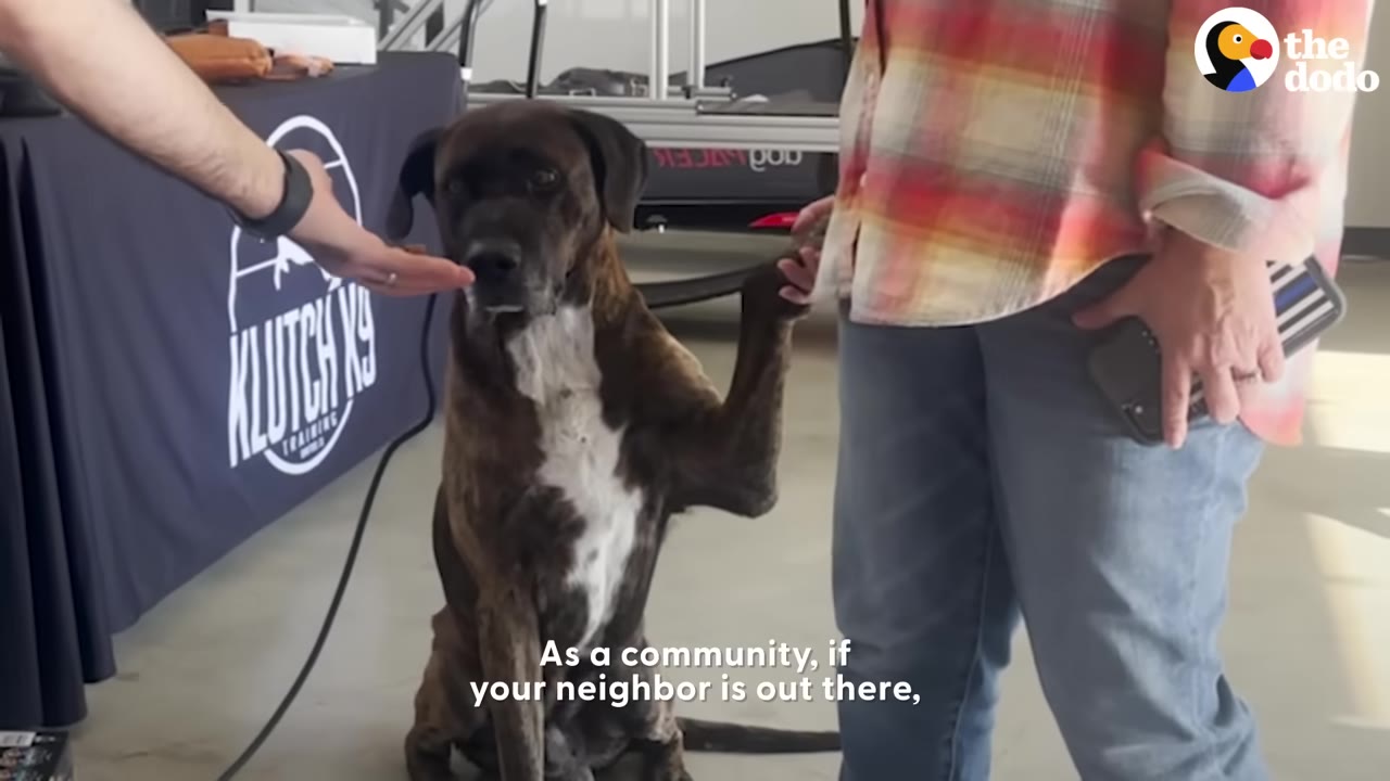 A large brindle dog sits while raising its paw to touch a person's hand next to a table.
