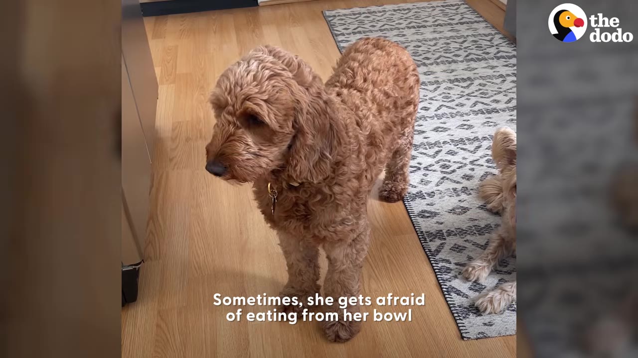 A brown curly-haired dog standing attentively on a light wood floor next to a patterned rug in a home.