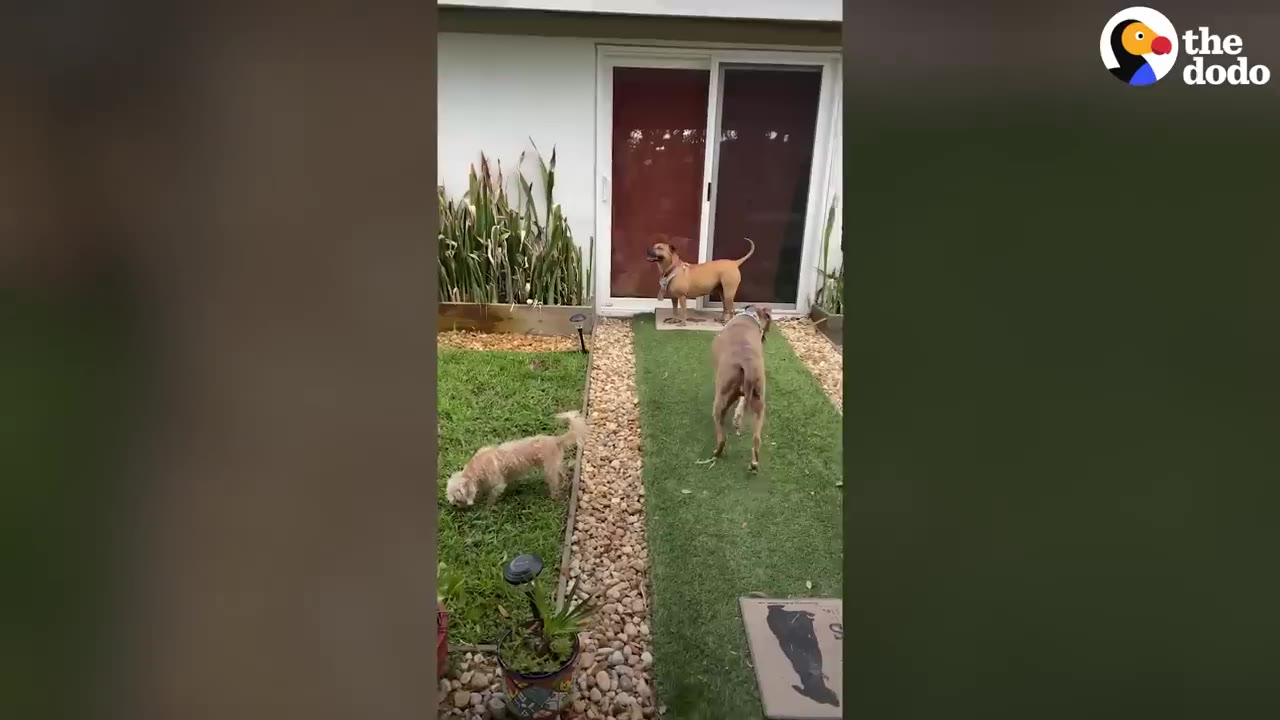 Three dogs of different sizes and breeds explore a grassy backyard together near a sliding glass door.