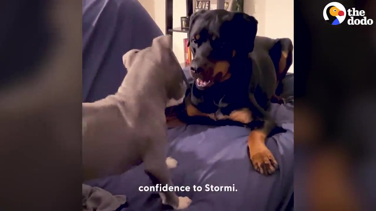 A black and tan Rottweiler sitting on a bed facing a small grey puppy.