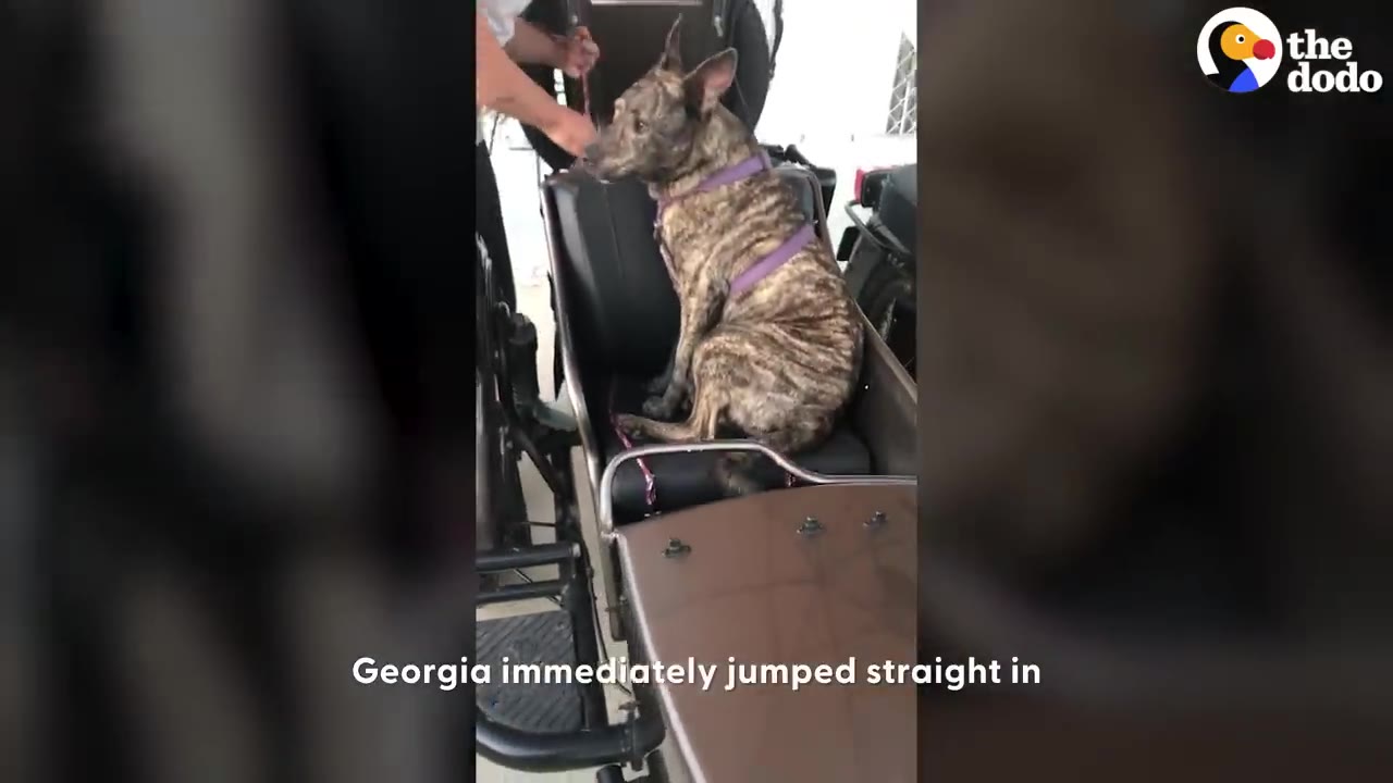 A brindle dog named Georgia wearing a purple harness sits inside a motorcycle sidecar.
